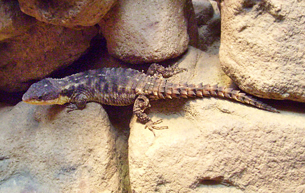 Zwerggürtelschweif im Wuppertaler Zoo im Dezember 2008