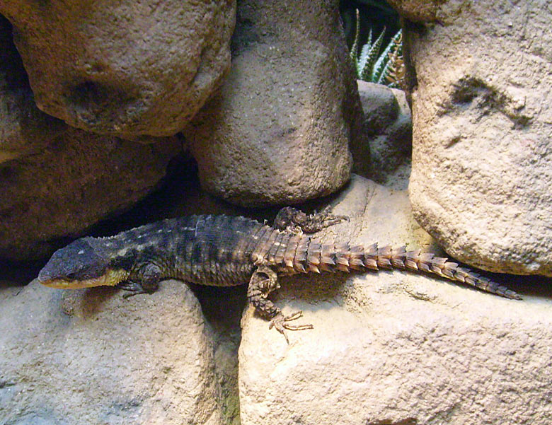 Zwerggürtelschweif im Zoo Wuppertal im Dezember 2008