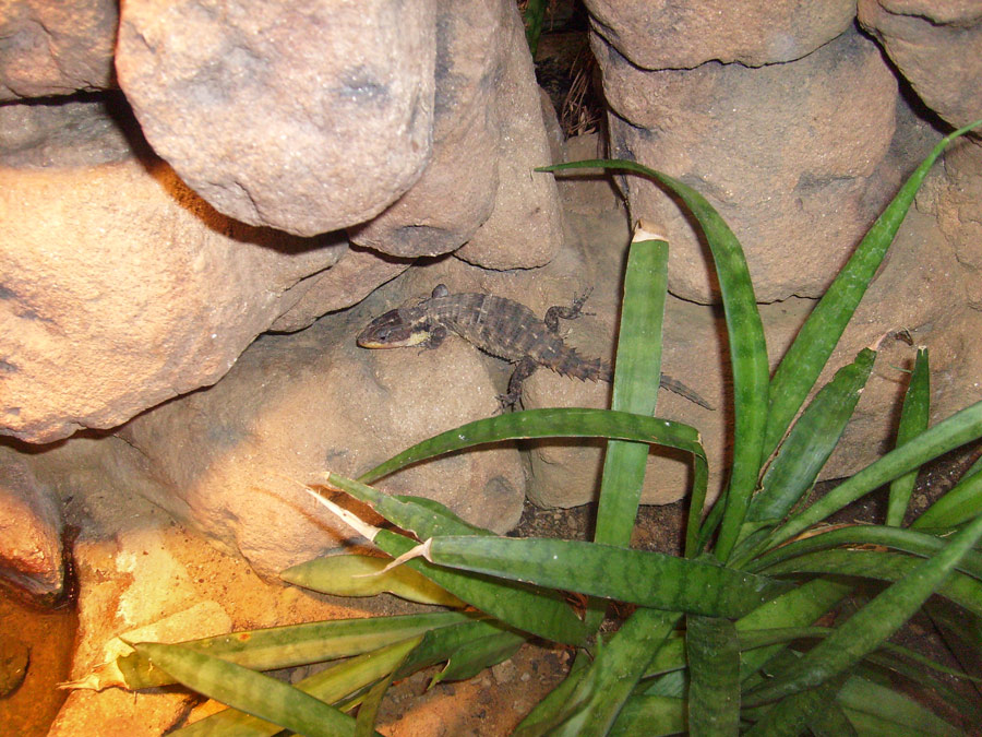 Zwerggürtelschweif im Zoologischen Garten Wuppertal im Dezember 2008