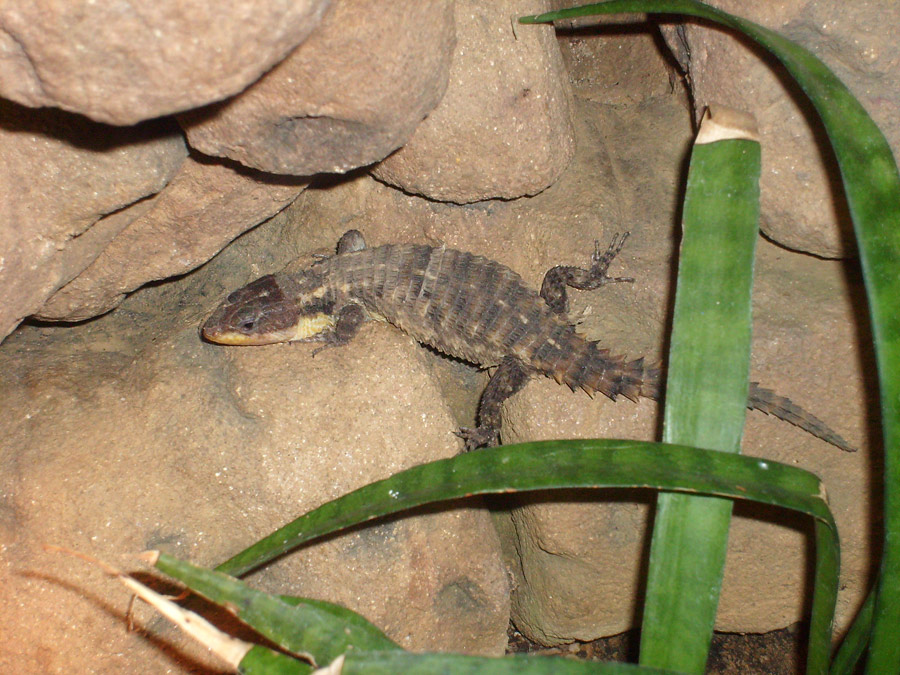 Zwerggürtelschweif im Wuppertaler Zoo im Dezember 2008