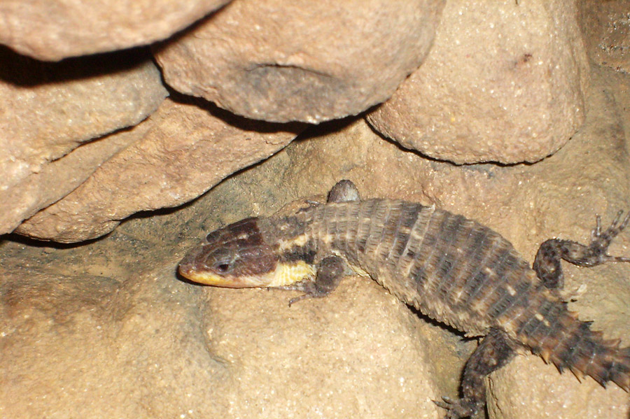 Zwerggürtelschweif im Zoo Wuppertal im Dezember 2008