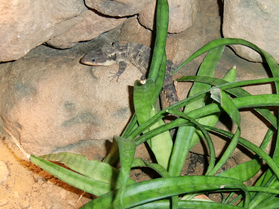 Zwerggürtelschweif im Zoologischen Garten Wuppertal im Dezember 2008