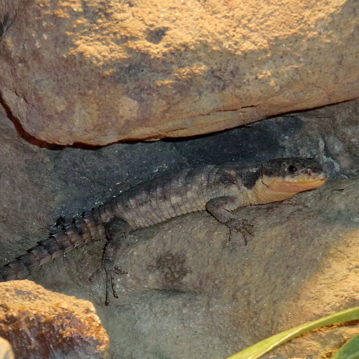 Zwerggürtelschweif im Wuppertaler Zoo im Juni 2011