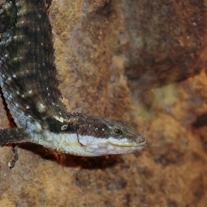 Zwerggürtelschweif im Wuppertaler Zoo im Juli 2012