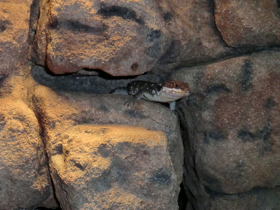 Zwerggürtelschweif im Wuppertaler Zoo im Dezember 2008