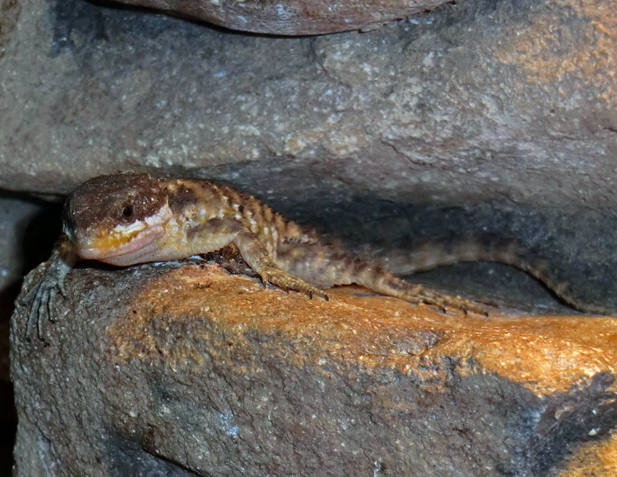 Zwerggürtelschweif im Zoologischen Garten Wuppertal im Dezember 2008