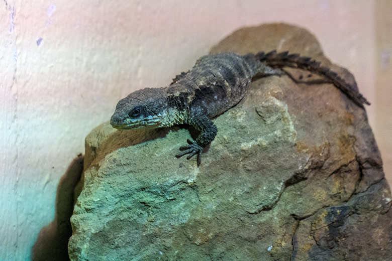 Zwerggürtelschweif am 5. September 2022 im Schau-Terrarium im Großkatzen-Haus im Zoo Wuppertal