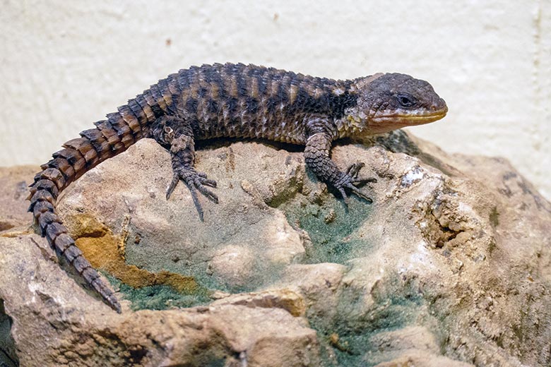 Zwerggürtelschweif am 8. November 2022 im Schau-Terrarium im Großkatzen-Haus im Zoo Wuppertal