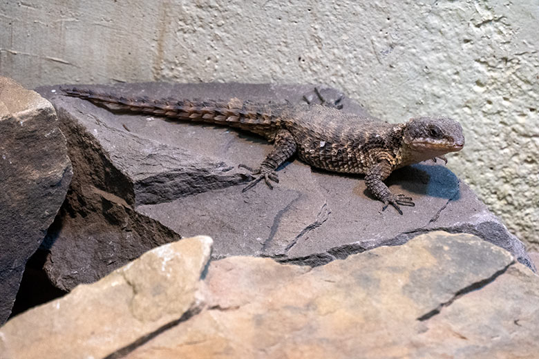 Zwerggürtelschweif am 3. Dezember 2024 in einem Schaugehege im Großkatzen-Haus im Zoologischen Garten der Stadt Wuppertal