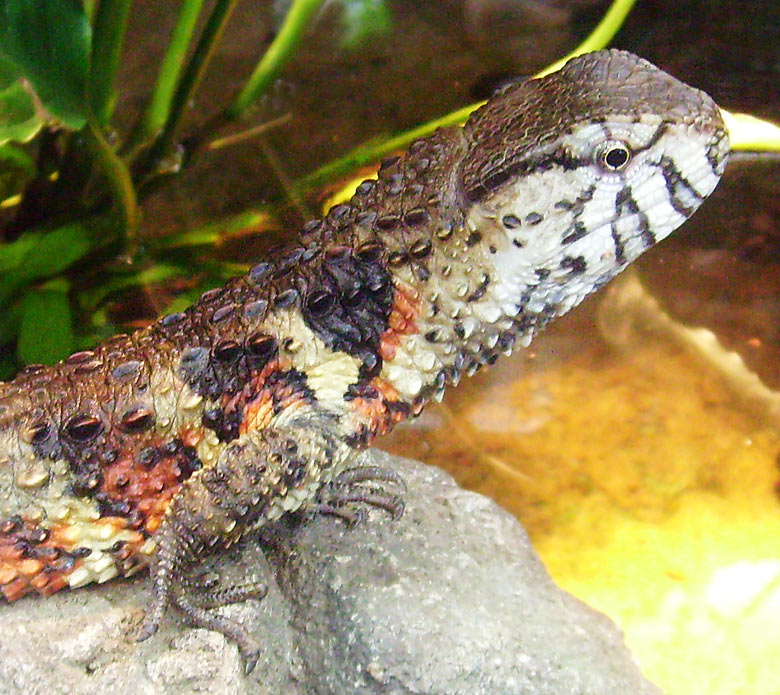 Chinesische Krokodilschwanzechse im Wuppertaler Zoo am 18. April 2010