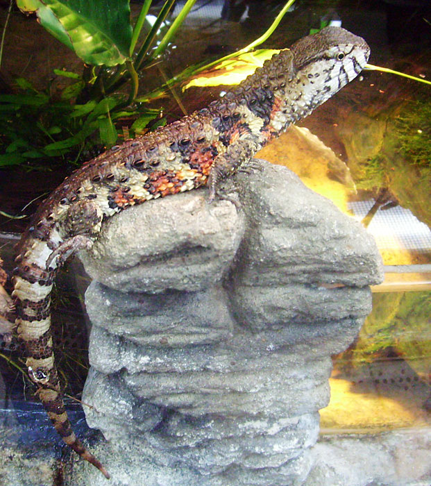 Chinesische Krokodilschwanzechse im Zoo Wuppertal am 18. April 2010