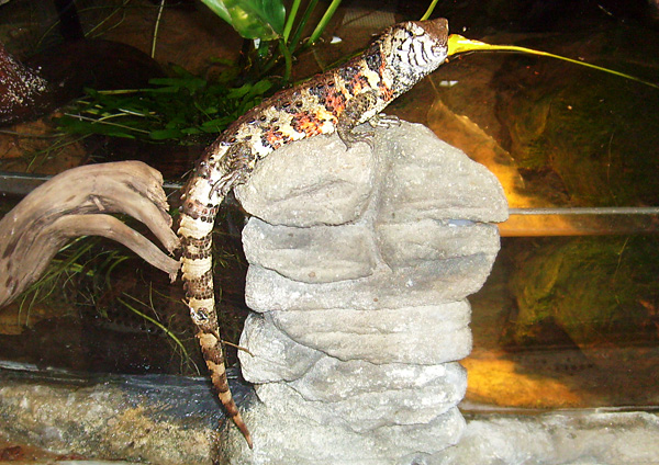 Chinesische Krokodilschwanzechse im Zoo Wuppertal am 18. April 2010