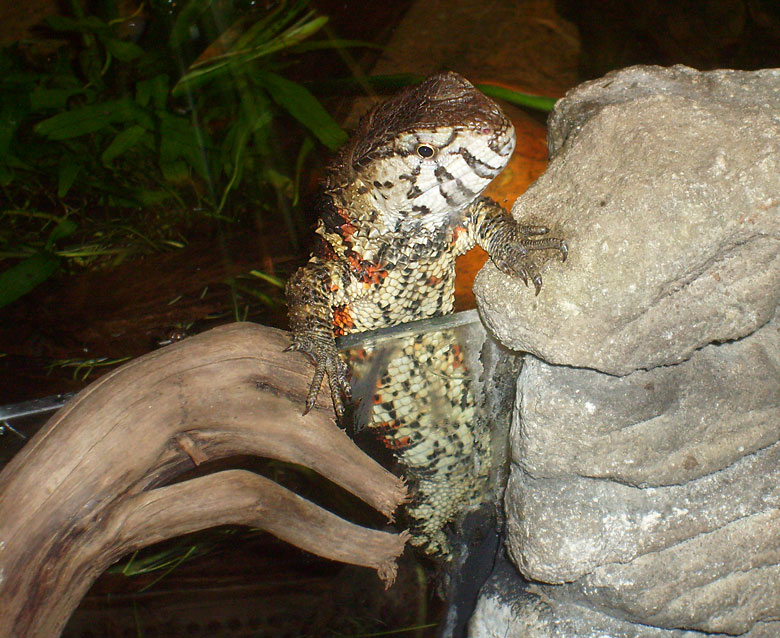 Chinesische Krokodilschwanzechse im Wuppertaler Zoo am 1. Mai 2010