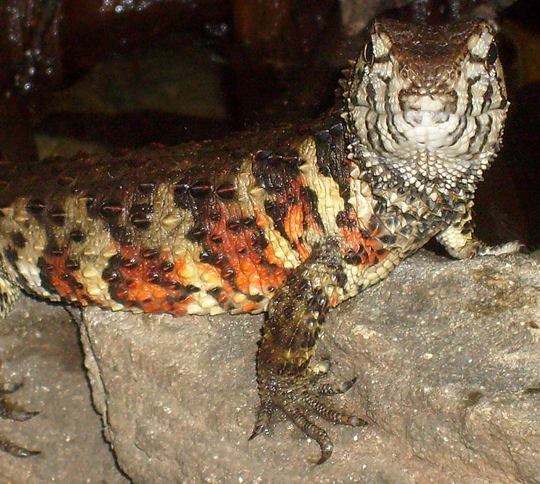 Chinesische Krokodilschwanzechse im Wuppertaler Zoo am 13. Mai 2010