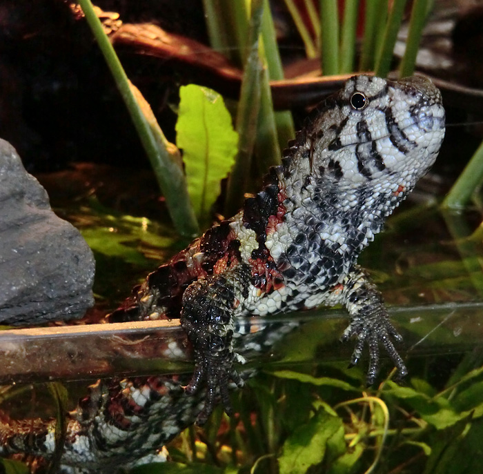 Krokodilhöckerechse im Wuppertaler Zoo am 21. Januar 2012