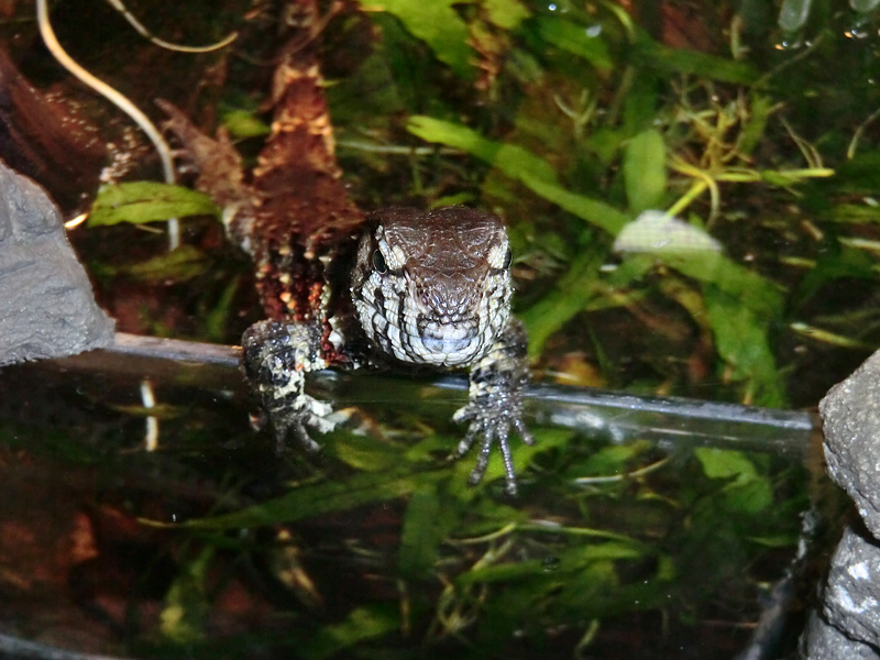 Krokodilhöckerechse im Zoologischen Garten Wuppertal am 21. Januar 2012