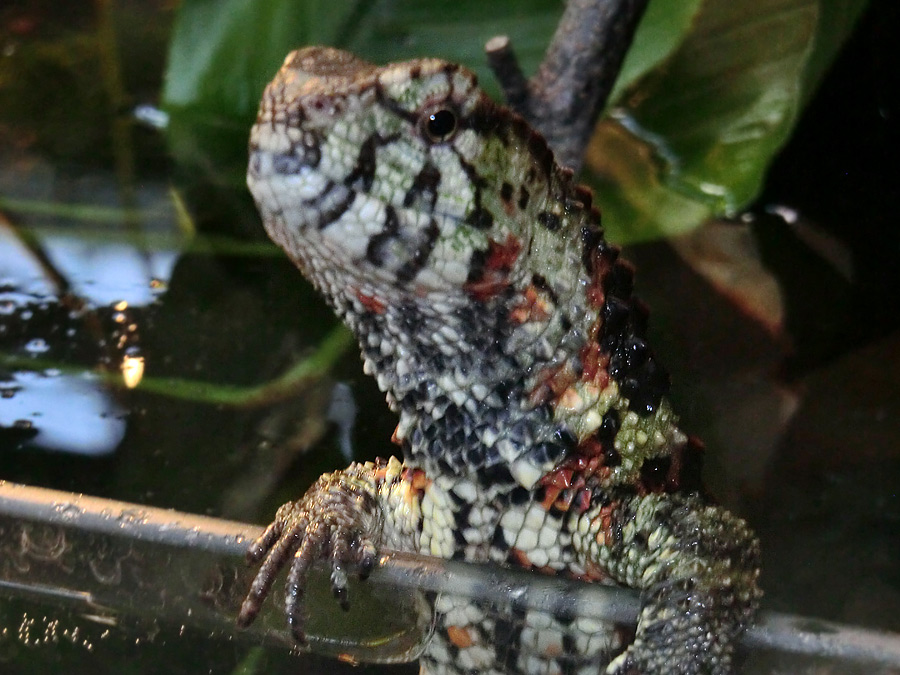 Krokodilhöckerechse im Zoologischen Garten Wuppertal im Dezember 2012