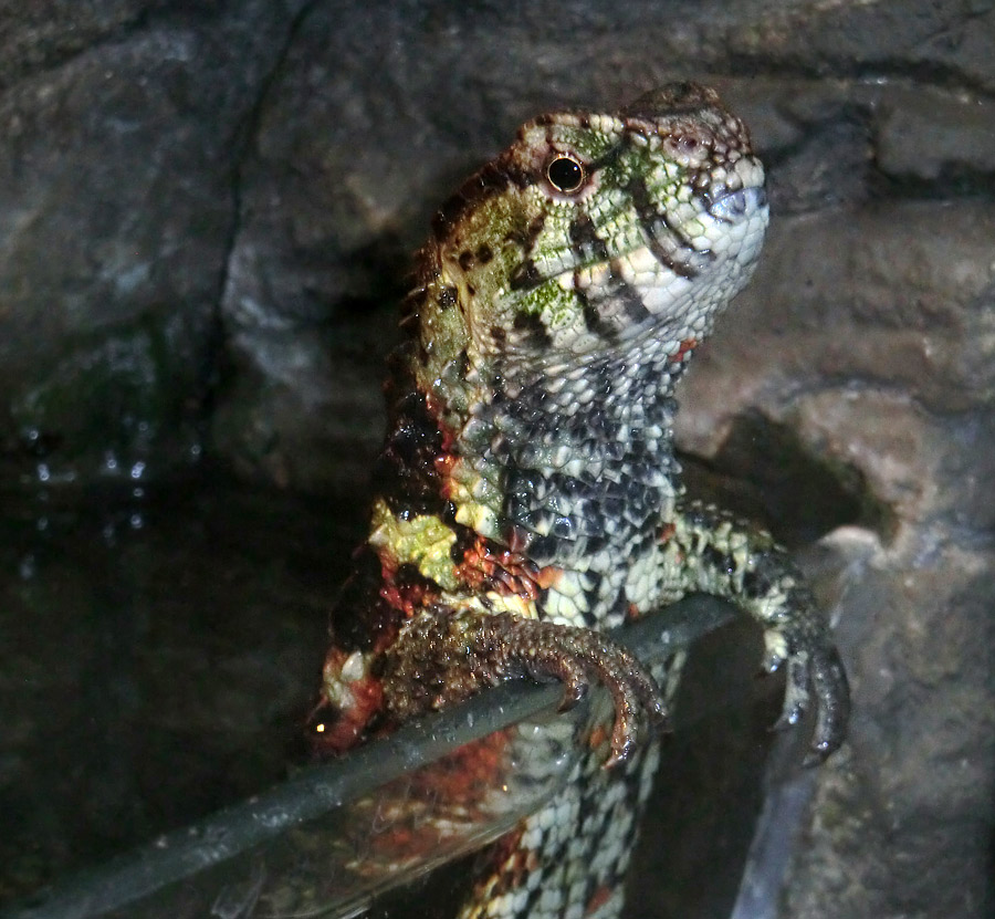 Krokodilhöckerechse im Zoo Wuppertal im Dezember 2012