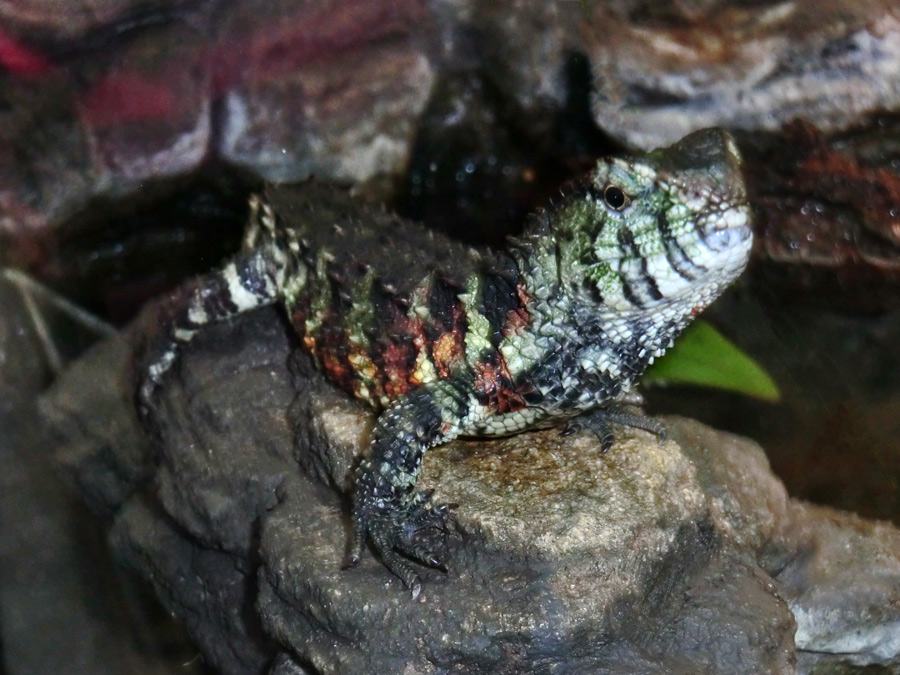 Krokodilhöckerechse im Wuppertaler Zoo im Dezember 2012