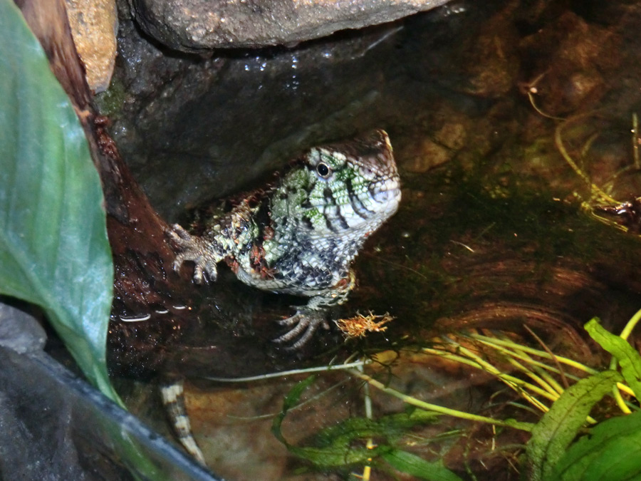 Krokodilhöckerechse im Zoologischen Garten Wuppertal im Dezember 2012