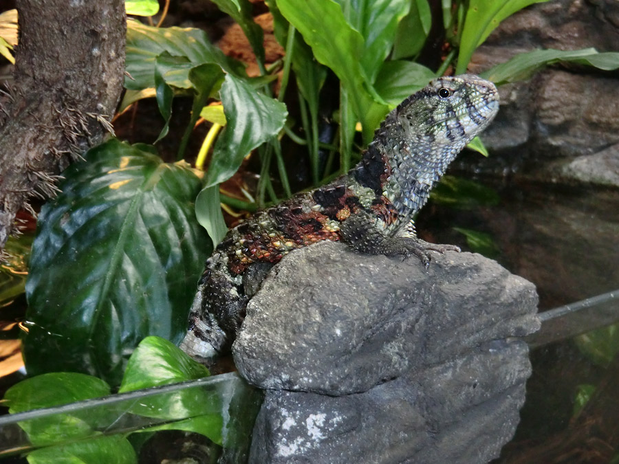 Krokodilhöckerechse im Zoo Wuppertal im Mai 2013