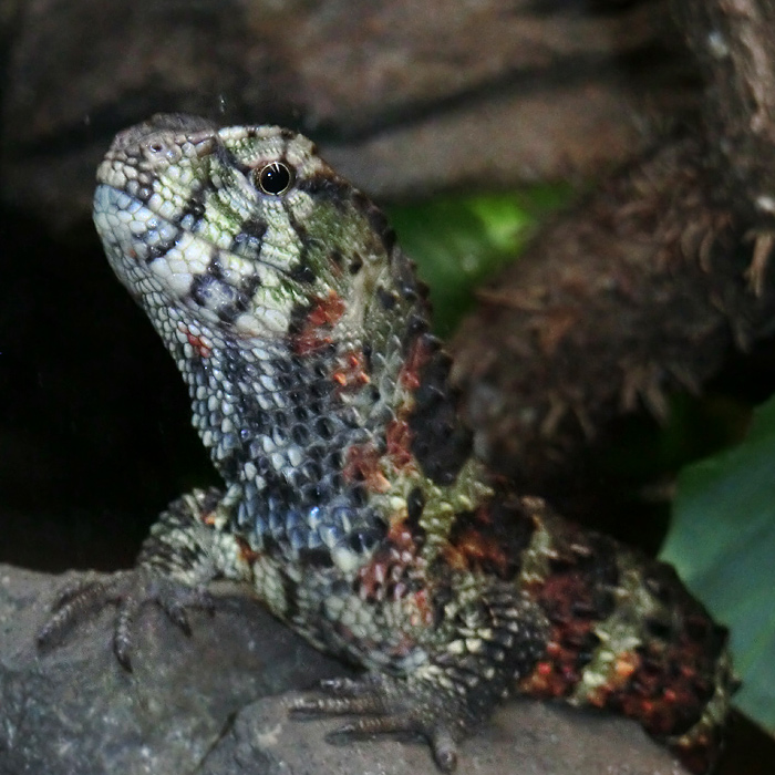 Krokodilhöckerechse im Wuppertaler Zoo im Mai 2013