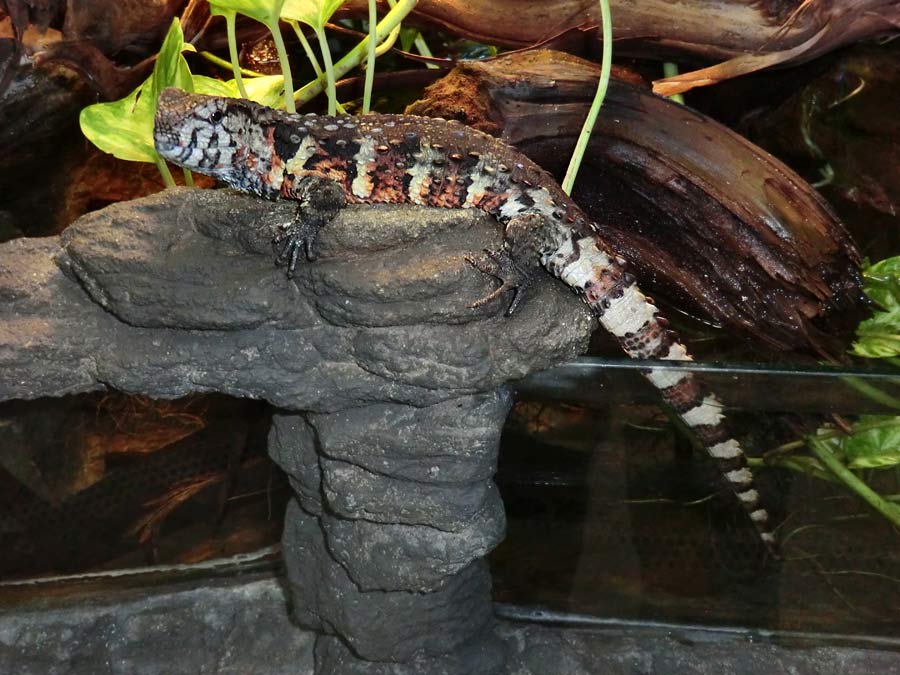 Krokodilhöckerechse im Zoologischen Garten Wuppertal im Januar 2014