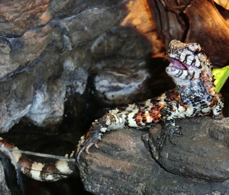 Krokodilhöckerechse im Wuppertaler Zoo im Januar 2014