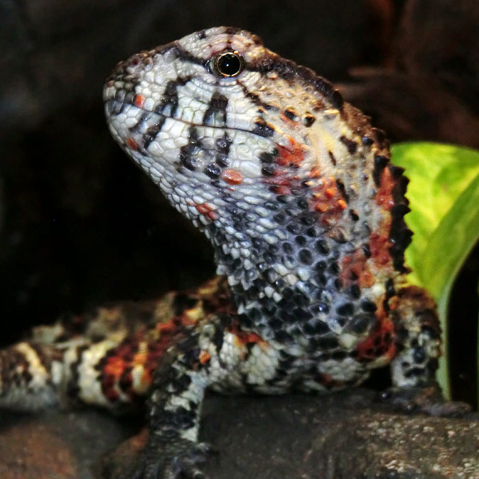 Krokodilhöckerechse im Wuppertaler Zoo im Januar 2014