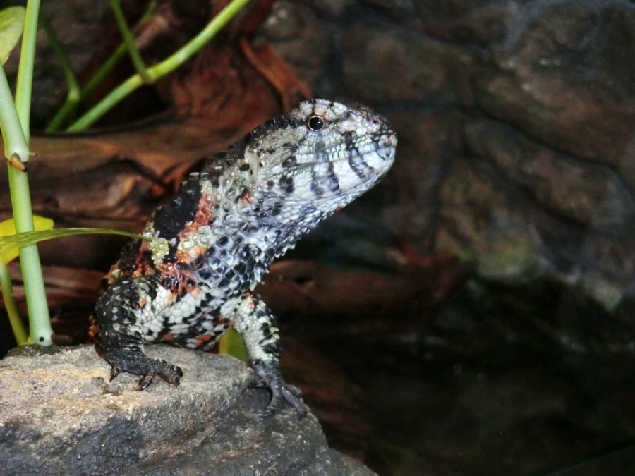 Krokodilhöckerechse im Wuppertaler Zoo im April 2014