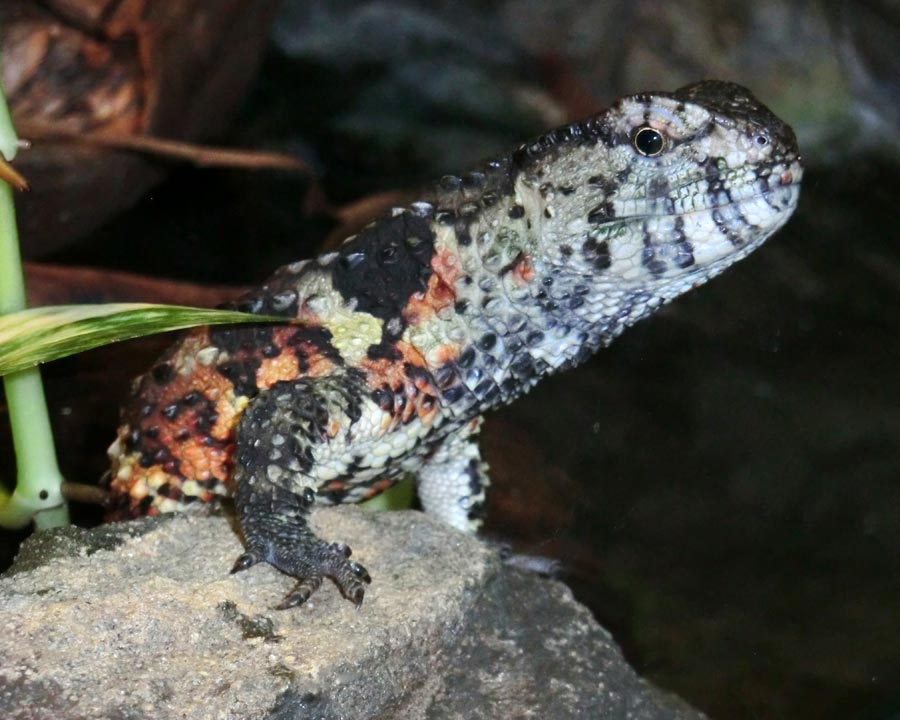 Krokodilhöckerechse im Zoo Wuppertal im April 2014