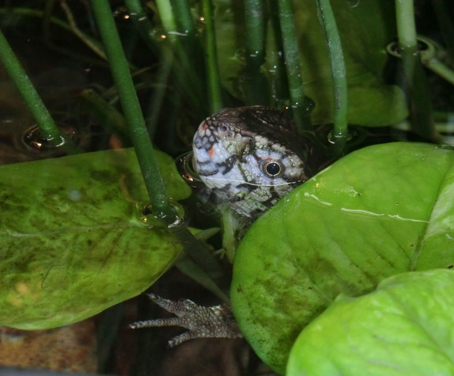 Krokodilhöckerechse im Zoologischen Garten Wuppertal im August 2014