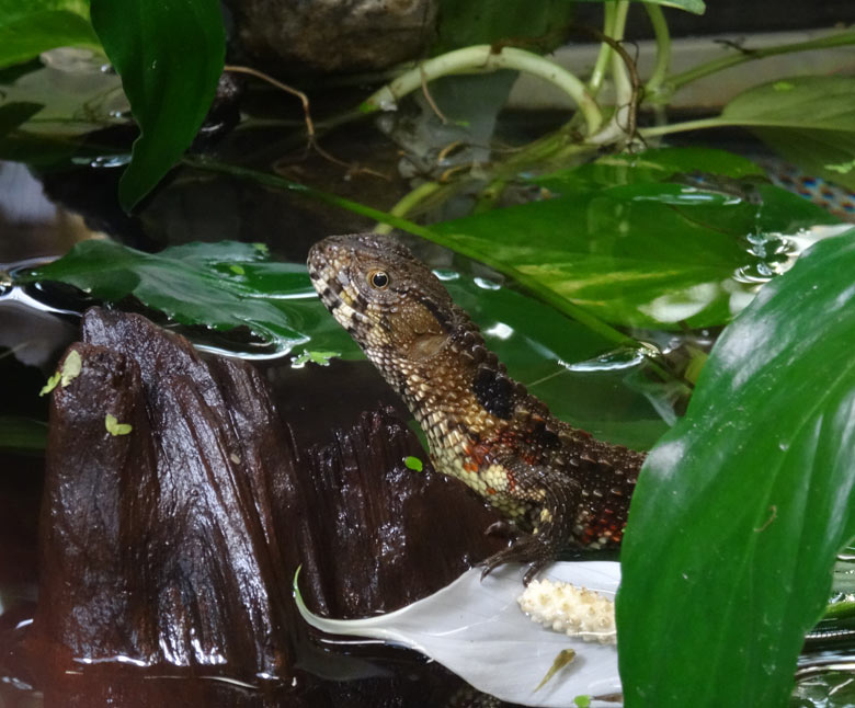 Junge Krokodilhöckerechse am 21. Dezember 2016 in einem Schaugehege im mittleren Bereich im Terrarium im Grünen Zoo Wuppertal