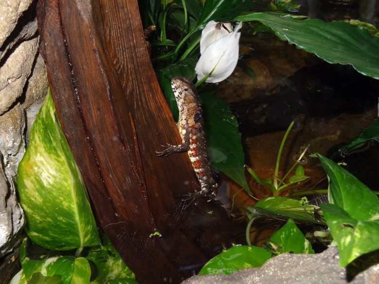 Junge Krokodilhöckerechse am 23. Dezember 2016 in einem Schaugehege im mittleren Bereich im Terrarium im Wuppertaler Zoo