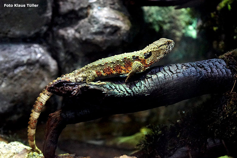 Krokodilhöckerechse am 23. November 2018 im Terrarium im Grünen Zoo Wuppertal (Foto Klaus Tüller)