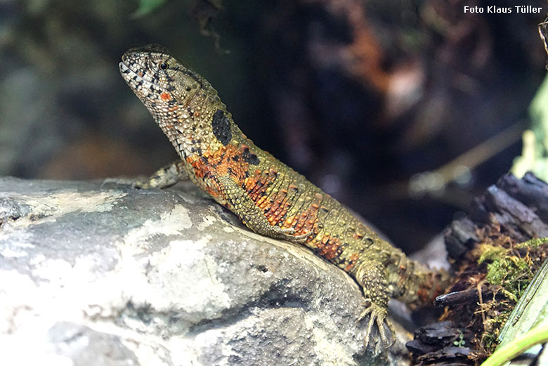 Krokodilhöckerechse am 12. April 2019 im Terrarium im Grünen Zoo Wuppertal (Foto Klaus Tüller)