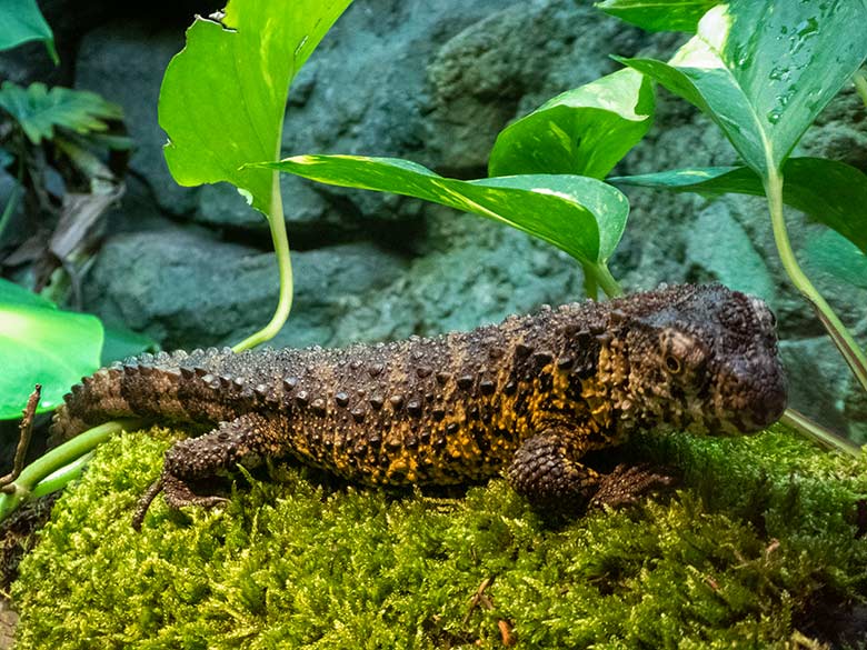 Krokodilhöckerechsen am 9. August 2019 in einem Schaugehege im Terrarium im Zoologischen Garten Wuppertal