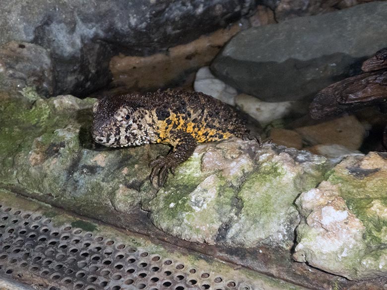 Krokodilhöckerechse am 1. Januar 2020 in einem Schaugehege im Terrarium im Grünen Zoo Wuppertal