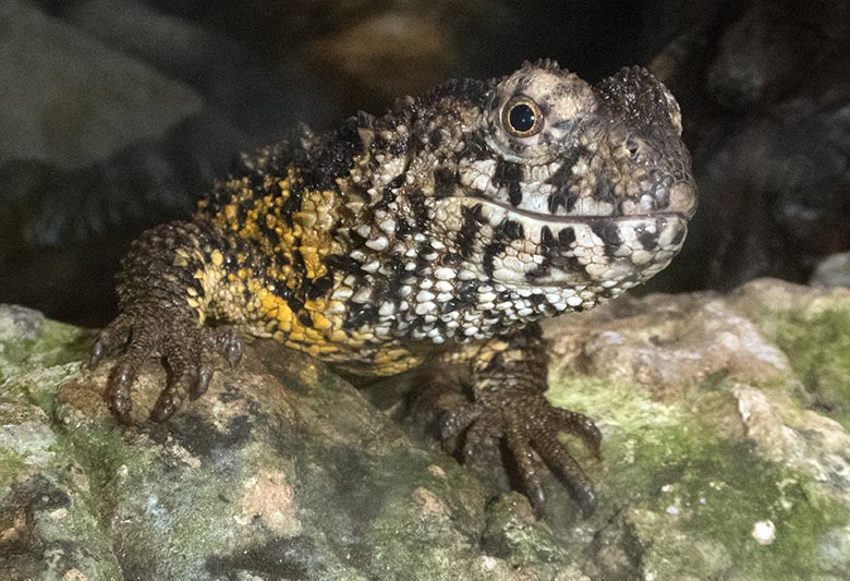 Krokodilhöckerechse am 1. Januar 2020 in einem Schaugehege im Terrarium im Wuppertaler Zoo