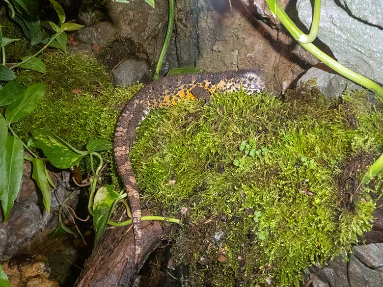 Krokodilhöckerechsen am 11. Januar 2020 in einem Schaugehege im Terrarium im Wuppertaler Zoo