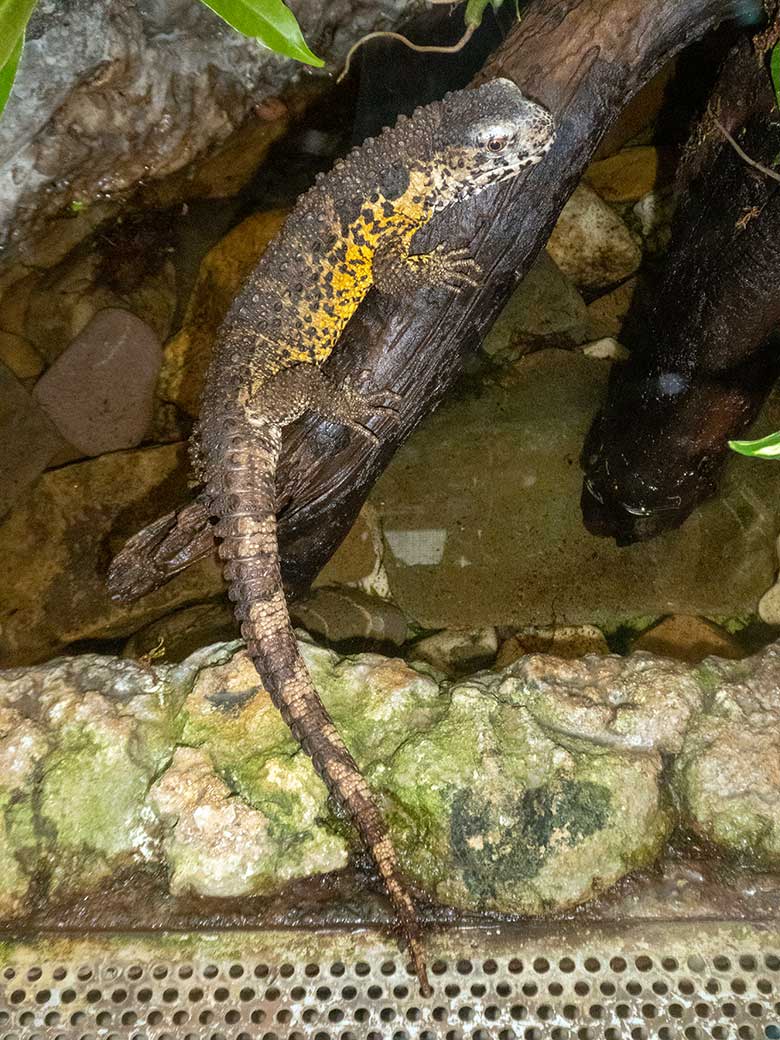 Krokodilhöckerechsen am 18. Januar 2020 in einem Schaugehege im Terrarium im Zoologischen Garten der Stadt Wuppertal