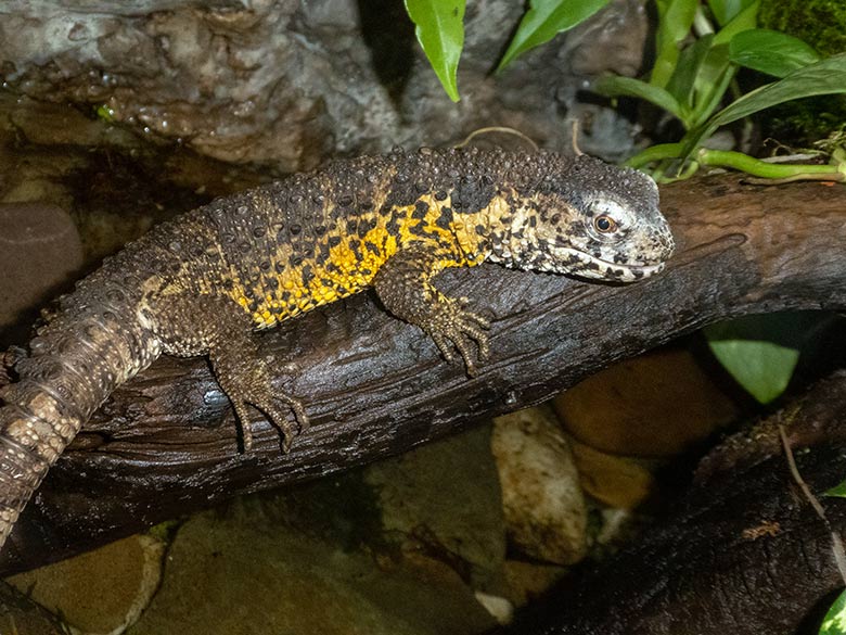 Krokodilhöckerechsen am 18. Januar 2020 in einem Schaugehege im Terrarium im Zoo Wuppertal