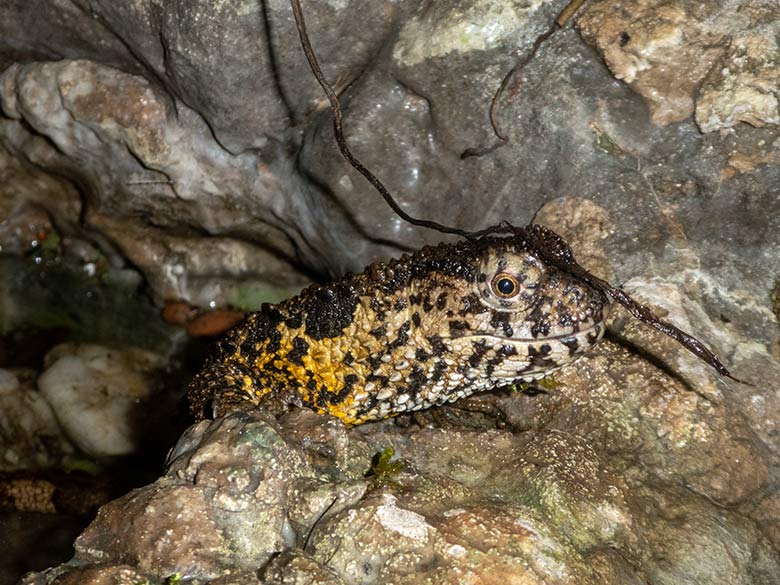 Krokodilhöckerechsen am 1. Februar 2020 in einem Schaugehege im Terrarium im Grünen Zoo Wuppertal