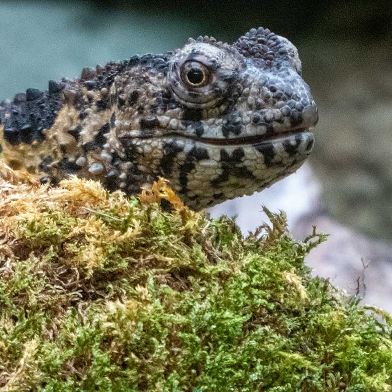 Krokodilhöckerechsen am 12. Februar 2020 in einem Schaugehege im Terrarium im Wuppertaler Zoo