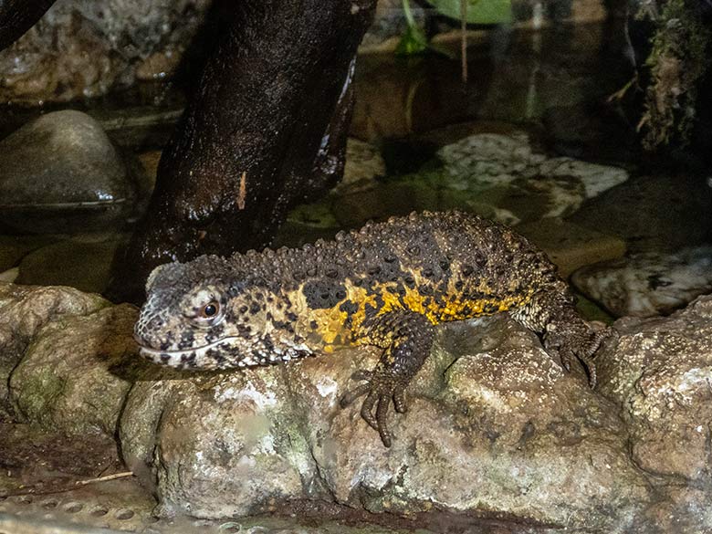 Krokodilhöckerechsen am 16. Februar 2020 in einem Schaugehege im Terrarium im Zoo Wuppertal