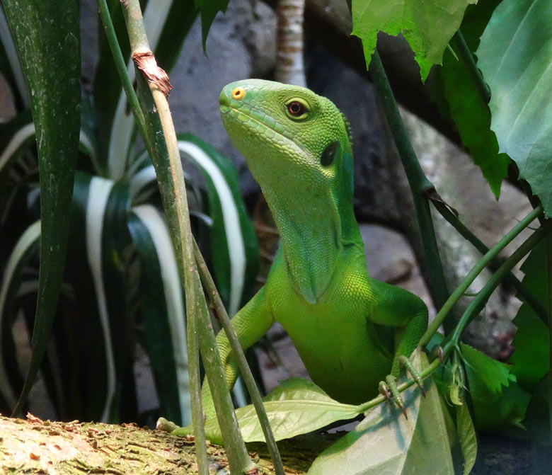 Gebänderter Fidschi-Leguan (Brachylophus fasciatus) am 23. Juni 2016 im Terrarium im Zoo Wuppertal