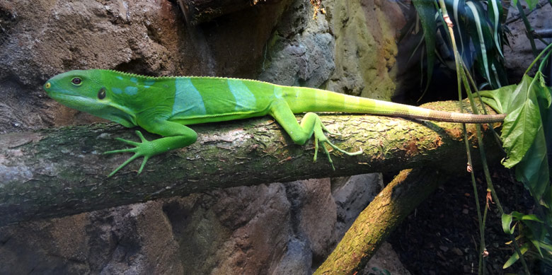 Gebänderter Fidschi-Leguan (Brachylophus fasciatus) am 23. Juni 2016 im Terrarium im Wuppertaler Zoo