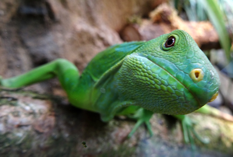 Gebänderter Fidschi-Leguan (Brachylophus fasciatus) am 23. Juni 2016 im Terrarium im Zoologischen Garten der Stadt Wuppertal