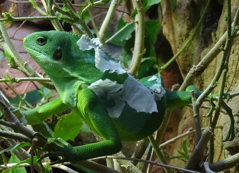 Gebänderter Fidschi-Leguan am 16. September 2016 im Wuppertaler Zoo