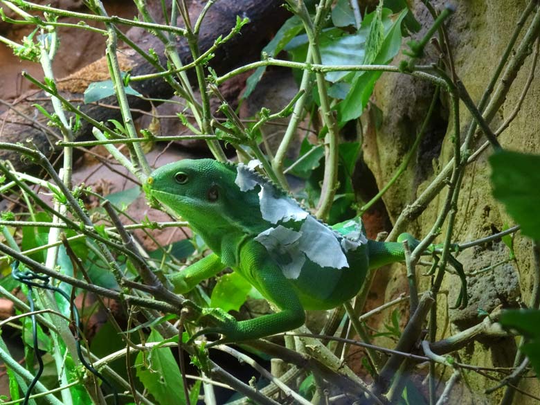 Gebänderter Fidschi-Leguan am 16. September 2016 im Grünen Zoo Wuppertal